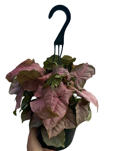 Neon Robusta Allusion